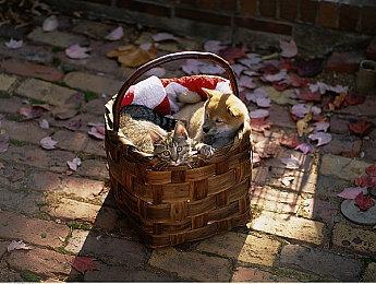 《天国：拯救2》异步计算MOD提升游戏整体性能表现